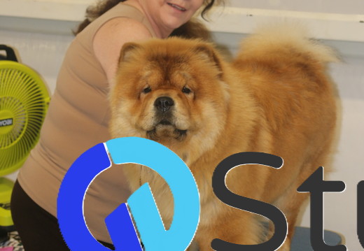 Dog Shows